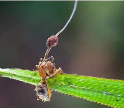 일반 곰팡이와는 다른, 좀비 곰팡이 오피오코디셉스